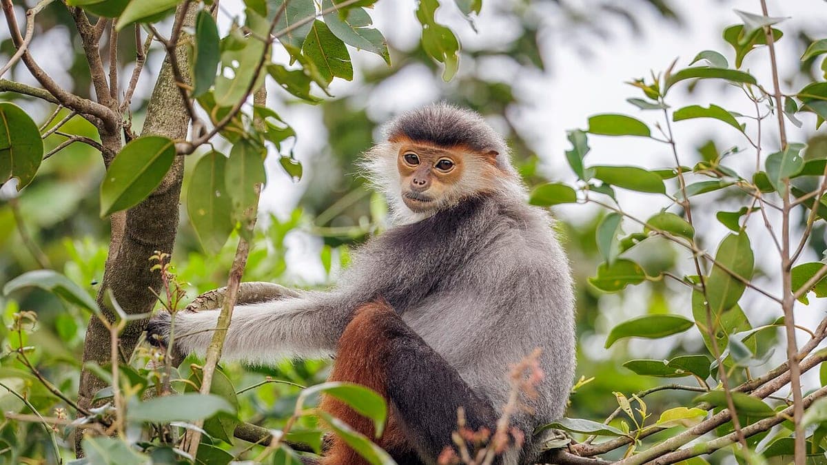 Vietnam Wildlife Encounters 2026: Parks & Reefs - Vietnam eVisa News Article
